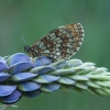Heath fritillary - Melitaea athalia | Fotografijos autorius : Žilvinas Pūtys | © Macronature.eu | Macro photography web site