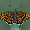 Paprastoji šaškytė - Melitaea athalia | Fotografijos autorius : Eglė Vičiuvienė | © Macronature.eu | Macro photography web site