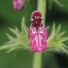 Hedge Woundwort - Stachys sylvatica | Fotografijos autorius : Gintautas Steiblys | © Macronature.eu | Macro photography web site