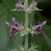 Miškinė notra - Stachys sylvatica | Fotografijos autorius : Žilvinas Pūtys | © Macronature.eu | Macro photography web site
