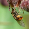 Heineken Fly - Rhingia campestris | Fotografijos autorius : Darius Baužys | © Macronature.eu | Macro photography web site