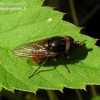 Heineken Fly - Rhingia campestris | Fotografijos autorius : Algirdas Vilkas | © Macronature.eu | Macro photography web site