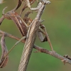 Heldreich's dwarf mantis - Ameles heldreichi | Fotografijos autorius : Gintautas Steiblys | © Macronature.eu | Macro photography web site