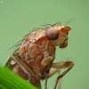 Heleomyzid fly - Suillia sp. | Fotografijos autorius : Vidas Brazauskas | © Macronature.eu | Macro photography web site