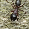 Skruzdėlė - Camponotus herculeanus, sargybinis | Fotografijos autorius : Gintautas Steiblys | © Macronature.eu | Macro photography web site