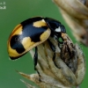 Hieroglyphic Ladybird - Coccinella hieroglyphica  | Fotografijos autorius : Gintautas Steiblys | © Macronature.eu | Macro photography web site