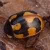 Hieroglyphic Ladybird - Coccinella hieroglyphica | Fotografijos autorius : Žilvinas Pūtys | © Macronature.eu | Macro photography web site