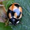 Hieroglyphic Ladybird - Coccinella hieroglyphica | Fotografijos autorius : Kazimieras Martinaitis | © Macronature.eu | Macro photography web site