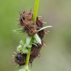 High brown fritillary - Argynnis adippe, caterpillar | Fotografijos autorius : Darius Baužys | © Macronature.eu | Macro photography web site