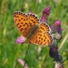 Juodakis perlinukas - Argynnis adippe | Fotografijos autorius : Vytautas Uselis | © Macronature.eu | Macro photography web site