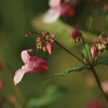 Bitinė sprigė - Impatiens glandulifera | Fotografijos autorius : Agnė Našlėnienė | © Macronature.eu | Macro photography web site