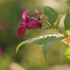 Himalayan balsam - Impatiens glandulifera | Fotografijos autorius : Agnė Našlėnienė | © Macronature.eu | Macro photography web site