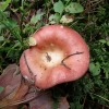 Hintapink - Russula paludosa | Fotografijos autorius : Vitalij Drozdov | © Macronature.eu | Macro photography web site