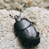 Clown beetle - Hololepta plana | Fotografijos autorius : Vidas Brazauskas | © Macronature.eu | Macro photography web site