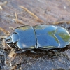 Clown beetle - Hololepta plana | Fotografijos autorius : Romas Ferenca | © Macronature.eu | Macro photography web site