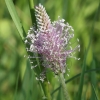 Hoary plantain - Plantago media | Fotografijos autorius : Vytautas Gluoksnis | © Macronature.eu | Macro photography web site