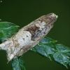 Holly Tortrix - Rhopobota naevana | Fotografijos autorius : Vidas Brazauskas | © Macronature.eu | Macro photography web site