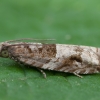 Holly Tortrix - Rhopobota naevana | Fotografijos autorius : Žilvinas Pūtys | © Macronature.eu | Macro photography web site