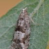 Holly Tortrix - Rhopobota naevana | Fotografijos autorius : Arūnas Eismantas | © Macronature.eu | Macro photography web site