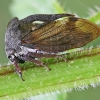 Horned Treehopper - Centrotus cornutus  | Fotografijos autorius : Gintautas Steiblys | © Macronature.eu | Macro photography web site