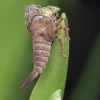 Horned Treehopper - Centrotus cornutus, exuviae | Fotografijos autorius : Gintautas Steiblys | © Macronature.eu | Macro photography web site