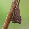 Horned Treehopper - Centrotus cornutus, nymph | Fotografijos autorius : Gintautas Steiblys | © Macronature.eu | Macro photography web site