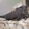 Horned Treehopper - Centrotus cornutus, nymph | Fotografijos autorius : Gintautas Steiblys | © Macronature.eu | Macro photography web site