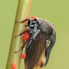 Horned Treehopper - Centrotus cornutus | Fotografijos autorius : Gintautas Steiblys | © Macronature.eu | Macro photography web site