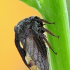 Horned Treehopper - Centrotus cornutus | Fotografijos autorius : Arūnas Eismantas | © Macronature.eu | Macro photography web site