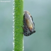 Horned Treehopper - Centrotus cornutus | Fotografijos autorius : Žydrūnas Daunoravičius | © Macronature.eu | Macro photography web site