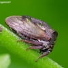 Horned Treehopper - Centrotus cornutus | Fotografijos autorius : Romas Ferenca | © Macronature.eu | Macro photography web site