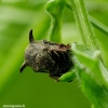 Horned Treehopper - Centrotus cornutus | Fotografijos autorius : Romas Ferenca | © Macronature.eu | Macro photography web site