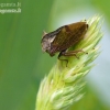 Horned Treehopper - Centrotus cornutus | Fotografijos autorius : Darius Baužys | © Macronature.eu | Macro photography web site