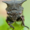 Paprastoji kuprotoji cikada - Centrotus cornutus | Fotografijos autorius : Žilvinas Pūtys | © Macronature.eu | Macro photography web site