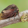 Horned Treehopper - Centrotus cornutus | Fotografijos autorius : Gintautas Steiblys | © Macronature.eu | Macro photography web site