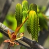 Horse chestnut - Aesculus hippocastanum | Fotografijos autorius : Arūnas Virketis | © Macronature.eu | Macro photography web site