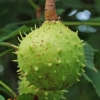 Horse chestnut - Aesculus hippocastanum | Fotografijos autorius : Gintautas Steiblys | © Macronature.eu | Macro photography web site