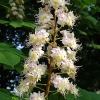 Horse chestnut - Aesculus hippocastanum | Fotografijos autorius : Gintautas Steiblys | © Macronature.eu | Macro photography web site