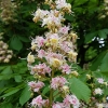 Horse chestnut - Aesculus hippocastanum | Fotografijos autorius : Gintautas Steiblys | © Macronature.eu | Macro photography web site