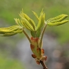 Horse chestnut - Aesculus hippocastanum | Fotografijos autorius : Gintautas Steiblys | © Macronature.eu | Macro photography web site