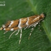 Horse-chestnut leafminer - Cameraria ohridella  | Fotografijos autorius : Gintautas Steiblys | © Macronature.eu | Macro photography web site