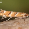 Horse-chestnut leafminer - Cameraria ohridella | Fotografijos autorius : Lukas Jonaitis | © Macronature.eu | Macro photography web site