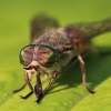 Horsefly - Tabanidae sp. | Fotografijos autorius : Agnė Našlėnienė | © Macronature.eu | Macro photography web site