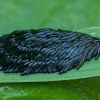 Sparvos - Tabanidae kiaušiniai | Fotografijos autorius : Žilvinas Pūtys | © Macronature.eu | Macro photography web site
