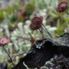 Horsehair fungus - Gymnopus androsaceus | Fotografijos autorius : Vytautas Gluoksnis | © Macronature.eu | Macro photography web site