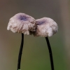 Horsehair fungus - Gymnopus androsaceus | Fotografijos autorius : Darius Baužys | © Macronature.eu | Macro photography web site
