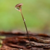 Horsehair fungus - Gymnopus androsaceus | Fotografijos autorius : Žilvinas Pūtys | © Macronature.eu | Macro photography web site