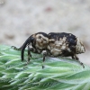 Horsetail weevil - Grypus equiseti | Fotografijos autorius : Vytautas Gluoksnis | © Macronature.eu | Macro photography web site