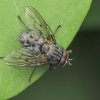 House Fly - Helina evecta | Fotografijos autorius : Gintautas Steiblys | © Macronature.eu | Macro photography web site