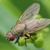 House fly - Helina sp. | Fotografijos autorius : Vidas Brazauskas | © Macronature.eu | Macro photography web site